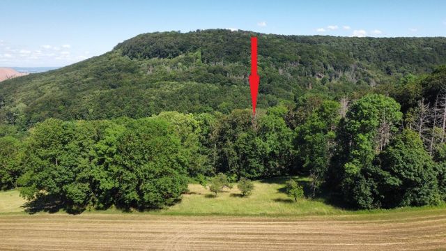 Blick auf Verkaufsfläche und Umgebung - Waldfläche im südlichen Harzvorland