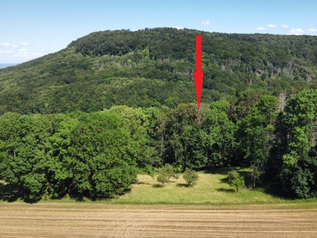 Blick auf Verkaufsfläche und Umgebung - Waldfläche im südlichen Harzvorland