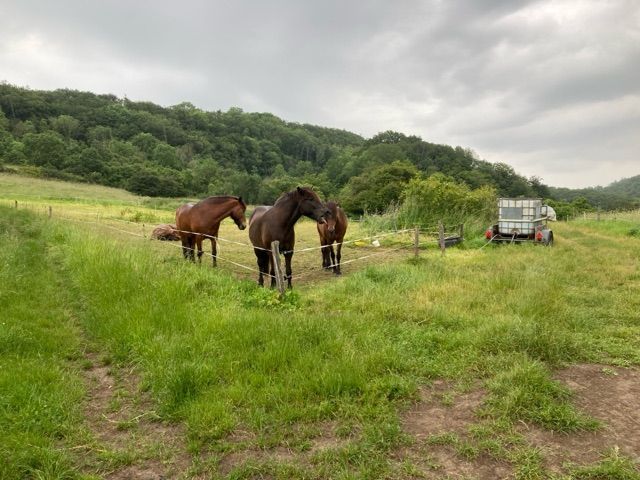 Blick auf Umgebung Flurstück 342 - 5 teilweise bestockte Landwirtschafts-/Grünlandflächen in Streulage von Nanzenbach im Lahn-Dill-Kreis