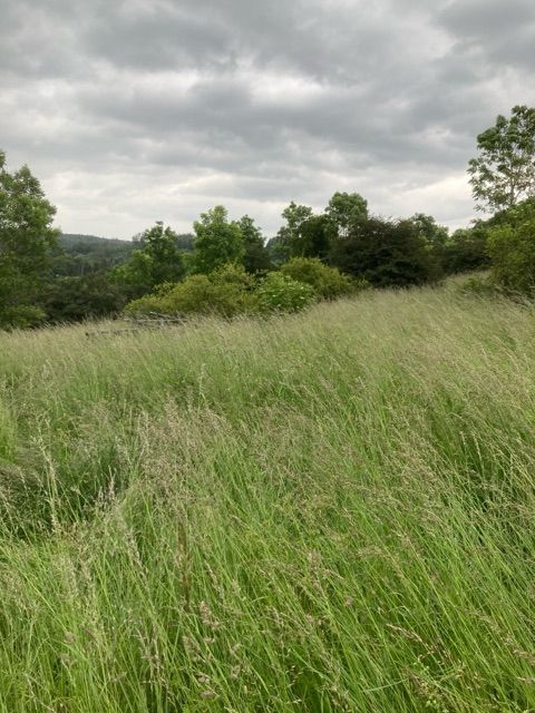 Blick Richtung Flurstück 235 und auf die Umgebung - 5 teilweise bestockte Landwirtschafts-/Grünlandflächen in Streulage von Nanzenbach im Lahn-Dill-Kreis