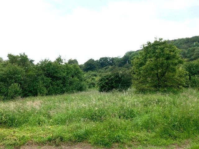 Blick Richtung Flurstück 342 und Umgebung - 5 teilweise bestockte Landwirtschafts-/Grünlandflächen in Streulage von Nanzenbach im Lahn-Dill-Kreis