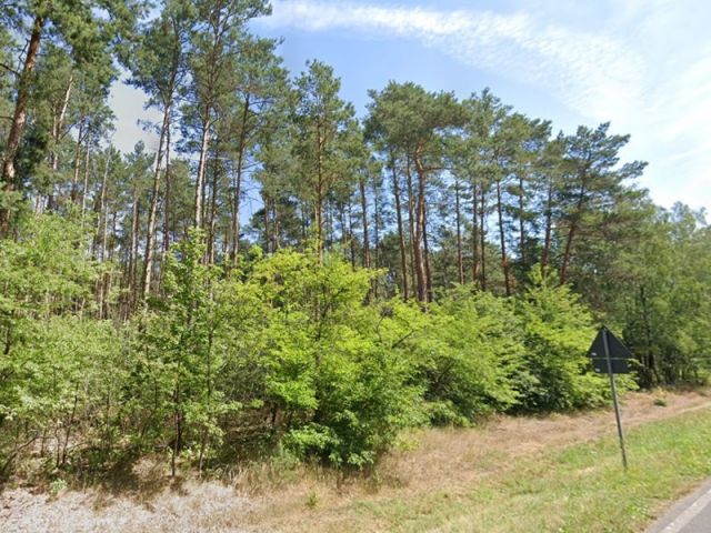 Blick auf Verkaufsfläche und Umgebung - Waldfläche an der B102 im Fläming