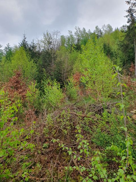 Blick auf die Verkaufsfläche und Umgebung - Vertragsfreies Grundstück hinter einem Wohnhaus **ehem. Bestandteil einer geschlossenen Waldfläche**