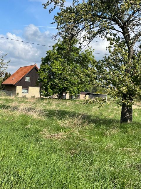 Blick auf Verkaufsfläche und Umgebung - Vertragsfreie Grünfläche mit partiellem Baumbewuchs im Randbereich eines Areals mit Erholungsgärten östlich des ‚Penkwitzer See‘