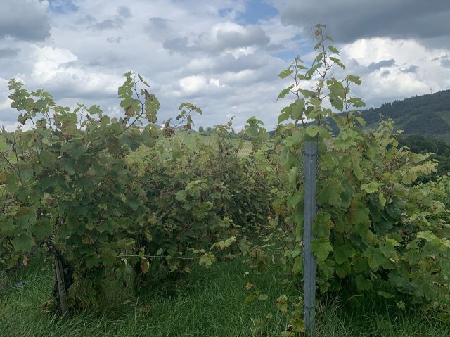 Blick auf die Verkaufsfläche - Weinberg mit der Rebsorte Dornfelder in Eigenbewirtschaftung südwestlich der Mosel **sofortige Nutzung möglich**