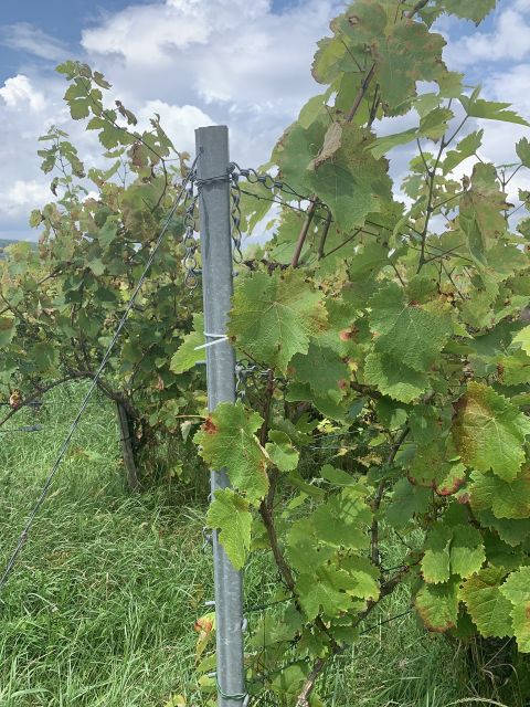 Detailansicht - Weinberg mit der Rebsorte Dornfelder in Eigenbewirtschaftung südwestlich der Mosel **sofortige Nutzung möglich**