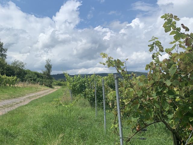 Blick auf die Verkaufsfläche und Umgebung - Weinberg mit der Rebsorte Dornfelder in Eigenbewirtschaftung südwestlich der Mosel **sofortige Nutzung möglich**