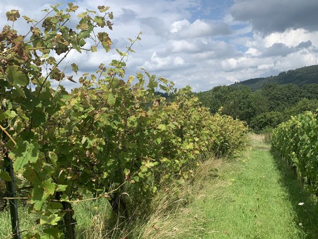 Verkaufsfläche und Umgebung - Weinberg mit der Rebsorte Dornfelder in Eigenbewirtschaftung südwestlich der Mosel **sofortige Nutzung möglich**