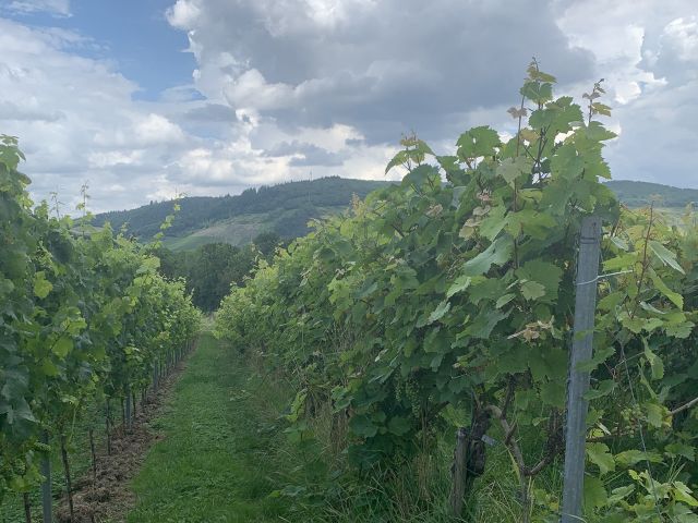 Verkaufsfläche und Umgebung - Weinberg mit der Rebsorte Dornfelder in Eigenbewirtschaftung südwestlich der Mosel **sofortige Nutzung möglich**