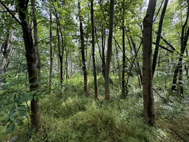 Verkaufsgegenstand - Vertragsfreie Waldfläche **zentrumsnah unweit des Bahnhofes gelegen**
