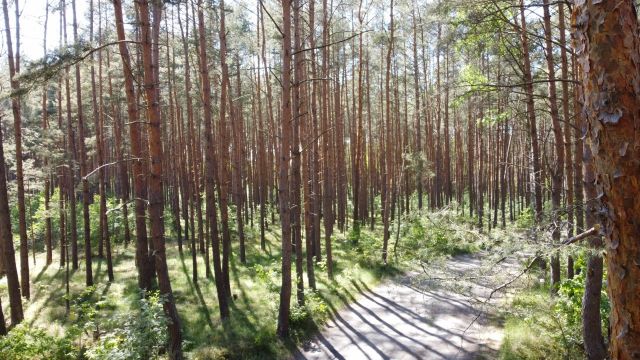 Blick Richtung Verkaufsobjekt mit Umgebung - Waldfläche auf der Insel Usedom **nahe Ostseestrand von Zinnowitz**