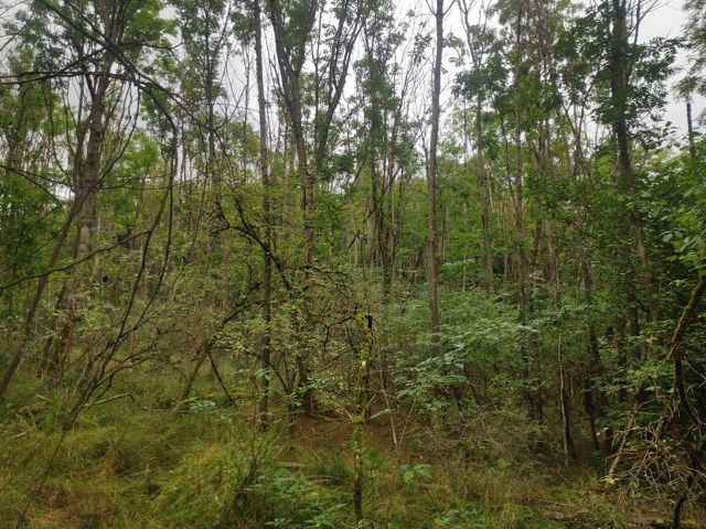 Blick auf die Verkaufsfläche - Vertragsfreier Eschenwald etwa 35 km von der Innenstadt Kassels entfernt