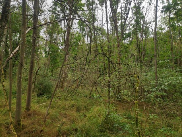 Verkaufsfläche - Vertragsfreier Eschenwald etwa 35 km von der Innenstadt Kassels entfernt