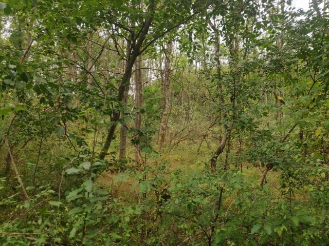 Verkaufsfläche - Vertragsfreier Eschenwald etwa 35 km von der Innenstadt Kassels entfernt