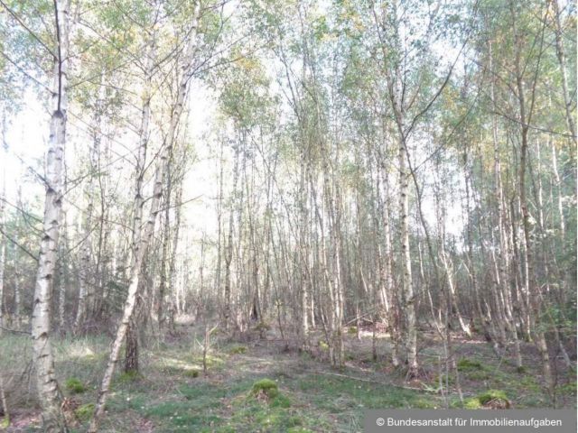 Jungbestand - Über 3 ha Wald in der mittelfränkischen Metropolregion Nürnberg **vertragsfrei**