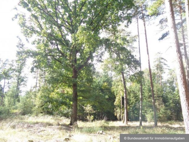 Mischbestand - Über 3 ha Wald in der mittelfränkischen Metropolregion Nürnberg **vertragsfrei**