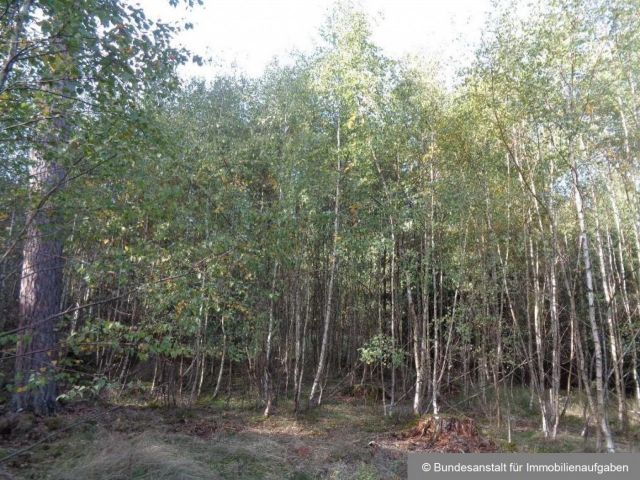 Jungbestand - Über 3 ha Wald in der mittelfränkischen Metropolregion Nürnberg **vertragsfrei**
