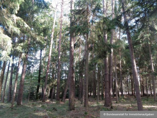Fichtenbestand - Über 3 ha Wald in der mittelfränkischen Metropolregion Nürnberg **vertragsfrei**