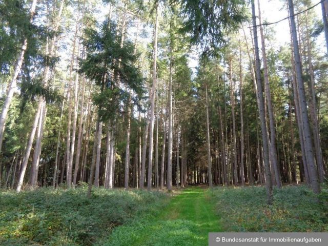 Fichtenbestand - Über 3 ha Wald in der mittelfränkischen Metropolregion Nürnberg **vertragsfrei**