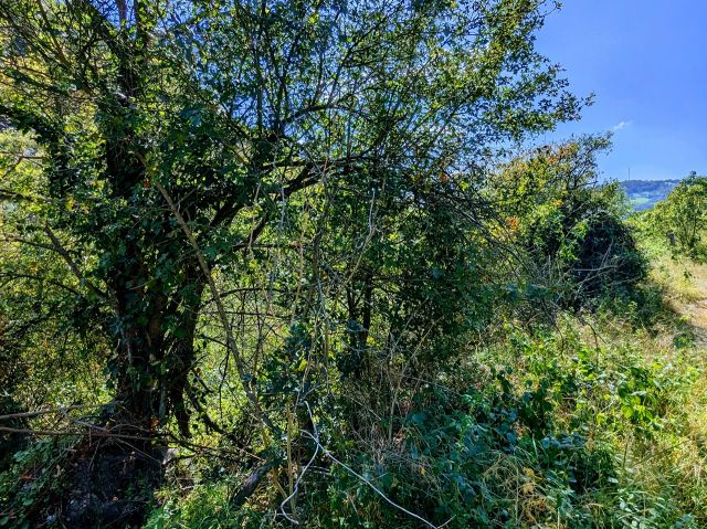 Blick auf das Grundstück - Vertragsfreie Waldfläche am Holzbach