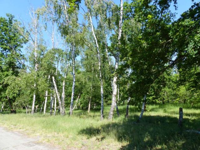 Mit Laubwald bestockte Fläche südlich von Wohnbebauung und angrenzend an das Tierheim Falkensee