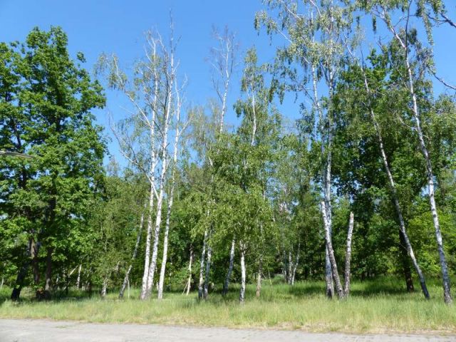 Blick auf Verkaufsfläche und Umgebung - Mit Laubwald bestockte Fläche südlich von Wohnbebauung und angrenzend an das Tierheim Falkensee