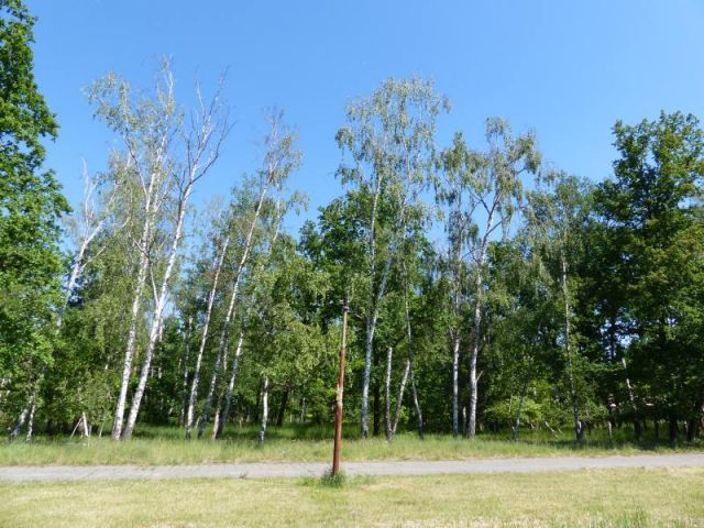 Blick auf Verkaufsfläche und Umgebung - Mit Laubwald bestockte Fläche südlich von Wohnbebauung und angrenzend an das Tierheim Falkensee