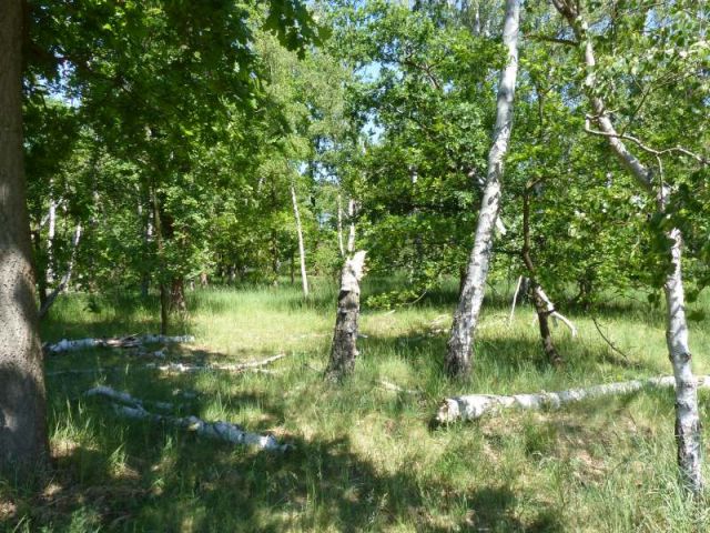 Blick auf Verkaufsfläche mit Totholz und auf die Umgebung - Mit Laubwald bestockte Fläche südlich von Wohnbebauung und angrenzend an das Tierheim Falkensee
