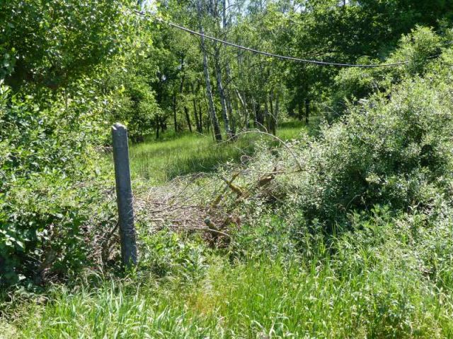 Blick auf Verkaufsfläche mit teilweise defekter Einfriedung - Mit Laubwald bestockte Fläche südlich von Wohnbebauung und angrenzend an das Tierheim Falkensee