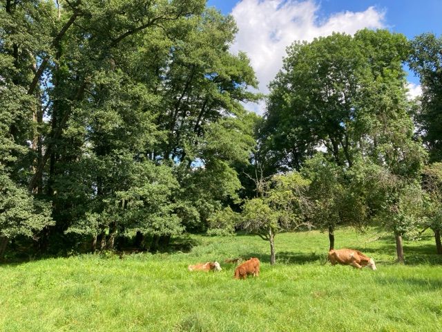 Blick auf Verkaufsfläche und Umgebung - Grünlandfläche vermutlich teilweise mit Gehölzbewuchs in Wetzlar
