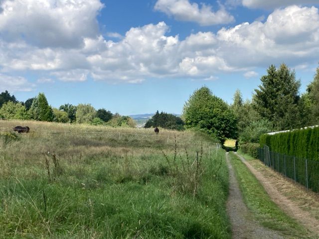 Blick auf die Zuwegung und Umgebung - Grünlandfläche vermutlich teilweise mit Gehölzbewuchs in Wetzlar