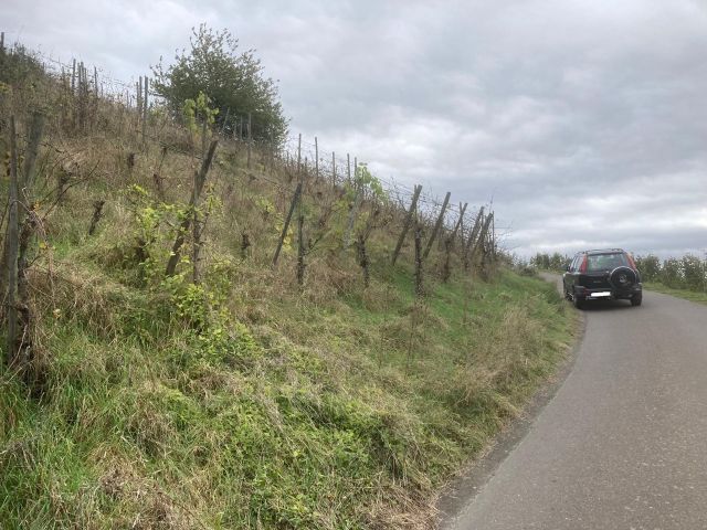 Verkaufsfläche und Umgebung - Weinberg mit der Rebsorte Riesling in Eigenbewirtschaftung östlich der Mosel **sofortige Nutzung möglich**