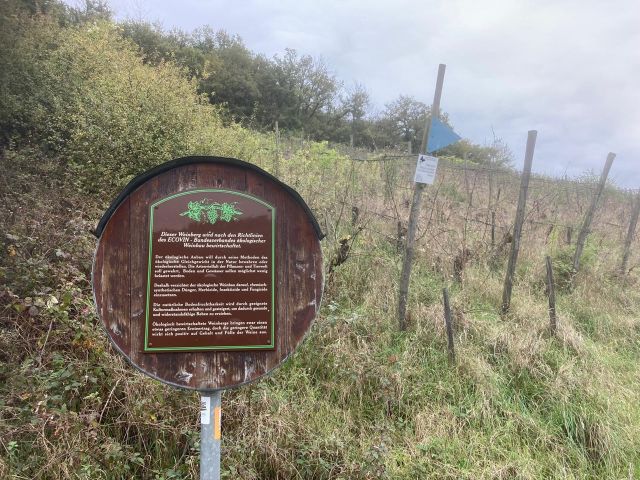 Detailansicht - Weinberg mit der Rebsorte Riesling in Eigenbewirtschaftung östlich der Mosel **sofortige Nutzung möglich**