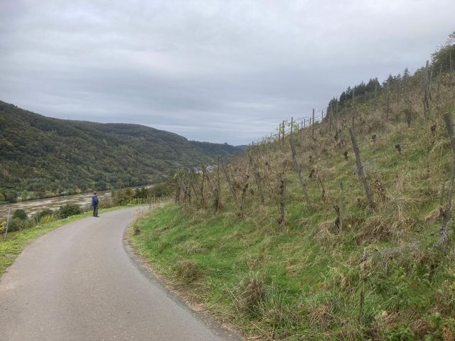 Blick auf die Verkaufsfläche und Umgebung - Weinberg mit der Rebsorte Riesling in Eigenbewirtschaftung östlich der Mosel **sofortige Nutzung möglich**