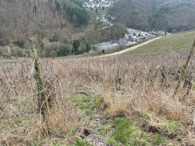 Lage des Verkaufsgegenstandes - Vertragsfreier Weinberg mit der Rebsorte Riesling östlich der Mosel **sofortige Nutzung möglich**