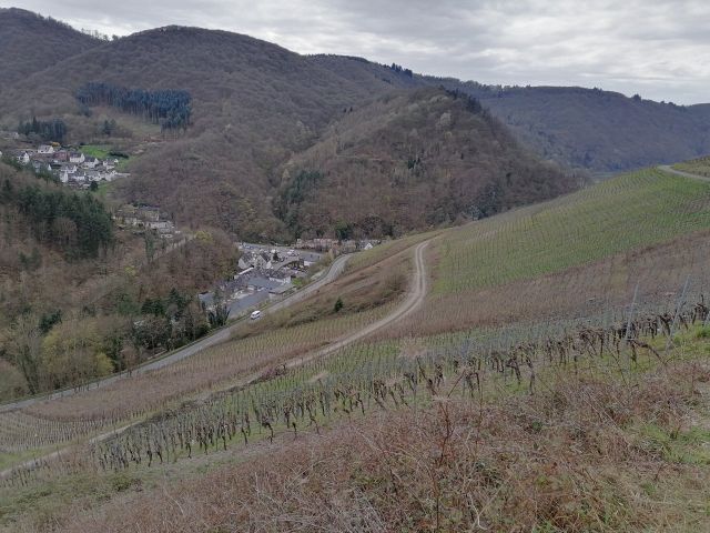 Umgebung - Vertragsfreier Weinberg mit der Rebsorte Riesling östlich der Mosel **sofortige Nutzung möglich**
