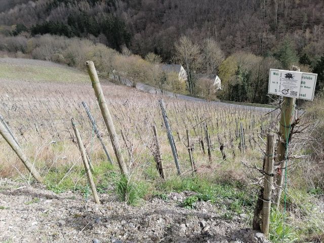 Lage des Verkaufsgegenstandes - Vertragsfreier Weinberg mit der Rebsorte Riesling östlich der Mosel **sofortige Nutzung möglich**