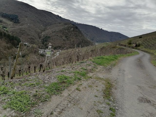Lage des Verkaufsgegenstandes - Vertragsfreier Weinberg mit der Rebsorte Kerner östlich der Mosel **sofortige Nutzung möglich**