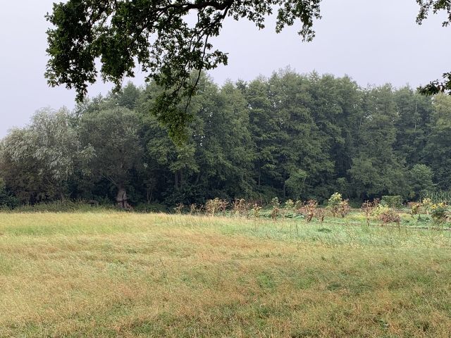 Blick auf die Umgebung mit den benachbarten Bauerngärten - Vertragsfreie Waldfläche nahe dem Baggersee & dem Schloss Gusow