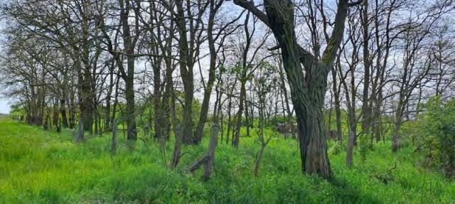 Verkaufsgegenstand - Ehemalige Hausmülldeponie zwischen Bias und Pakendorf