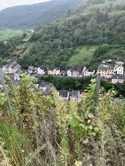 Verkaufsgegenstand - Vertragsfreier Weinberg in altem Weinort an der Mittelmosel **Rebsorte Spätburgunder**