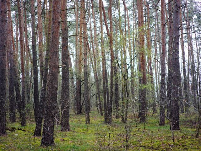 Beispielfoto - 1/25 Miteigentumsanteil an einer Waldfläche mit über 65.000 m²