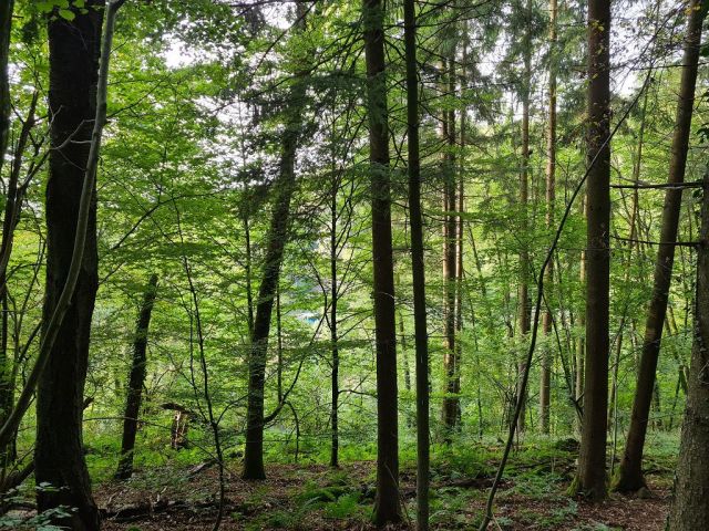 Blick auf das Waldgebiet - Waldfläche oberhalb von bebauten Grundstücken in der Südwestpfalz