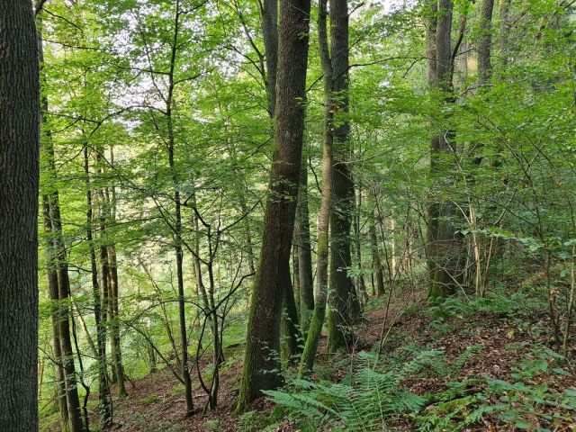 Blick auf das Waldgebiet - Waldfläche oberhalb von bebauten Grundstücken in der Südwestpfalz