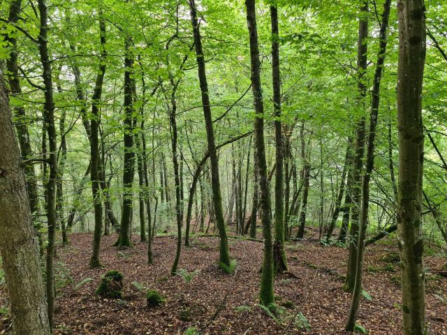 Blick auf das Waldgebiet - Waldfläche oberhalb von bebauten Grundstücken in der Südwestpfalz
