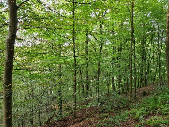 Blick auf das Waldgebiet - Waldfläche oberhalb von bebauten Grundstücken in der Südwestpfalz