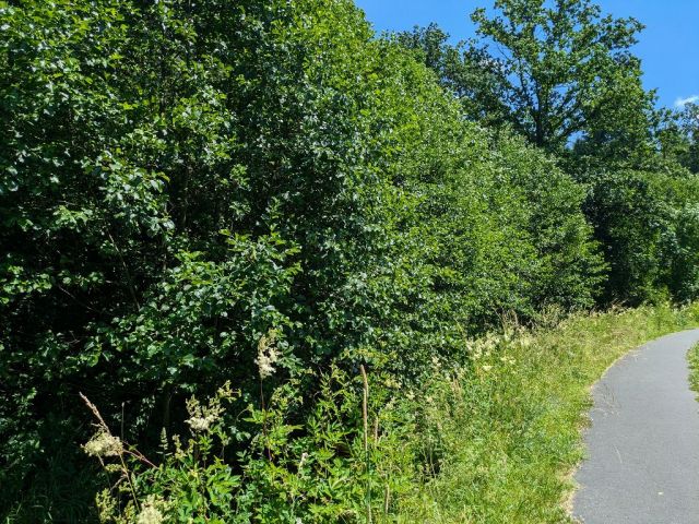 Blick auf Flurstück 95 - Teilw. vertragslos genutzte Zuwegung und Freiflächen des DampfLandLeute-Museums Eslohe und Teilflächen des Gewässers ´Salwey´