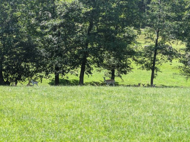 Blick in die Umgebung vom Flurstück 95 aus - Teilw. vertragslos genutzte Zuwegung und Freiflächen des DampfLandLeute-Museums Eslohe und Teilflächen des Gewässers ´Salwey´
