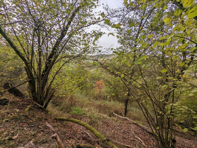 Blick auf Verkaufsflurstück und Umgebung - Waldfläche oberhalb der Weinbergslage ´Klosterberg´ im Oberen Mittelrheintal