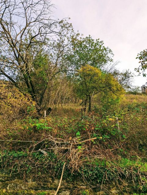 Blick auf Verkaufsflurstück und Umgebung - Ortsnahe, ehemalige Weinbergsfläche in der Weinbaulage ´Kräuterberg´ im Oberen Mittelrheintal